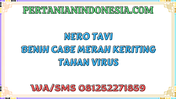 Nero Tavi Benih Cabe Merah Keriting Tahan Virus